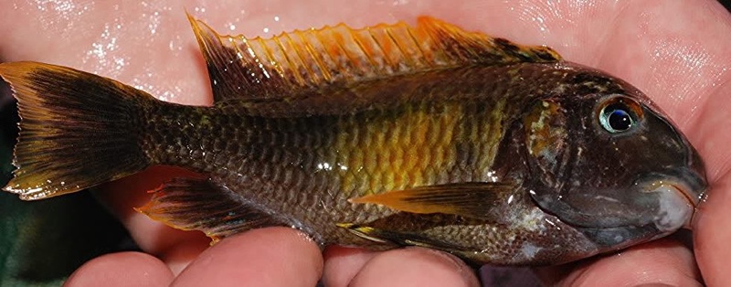 Tropheus moorii 'Kalambo Lodge' Kushangaza